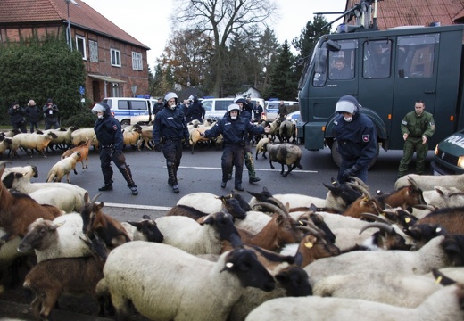 cops ziegen