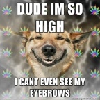 stoner-dog eyebrows
