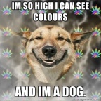 stoner-dog see-colors