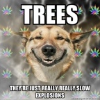 stoner-dog trees