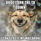 stoner-dog tv-down
