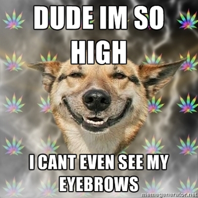 stoner-dog_eyebrows.jpg