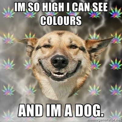 stoner-dog_see-colors.jpg